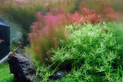 Tropica Wallichii 2