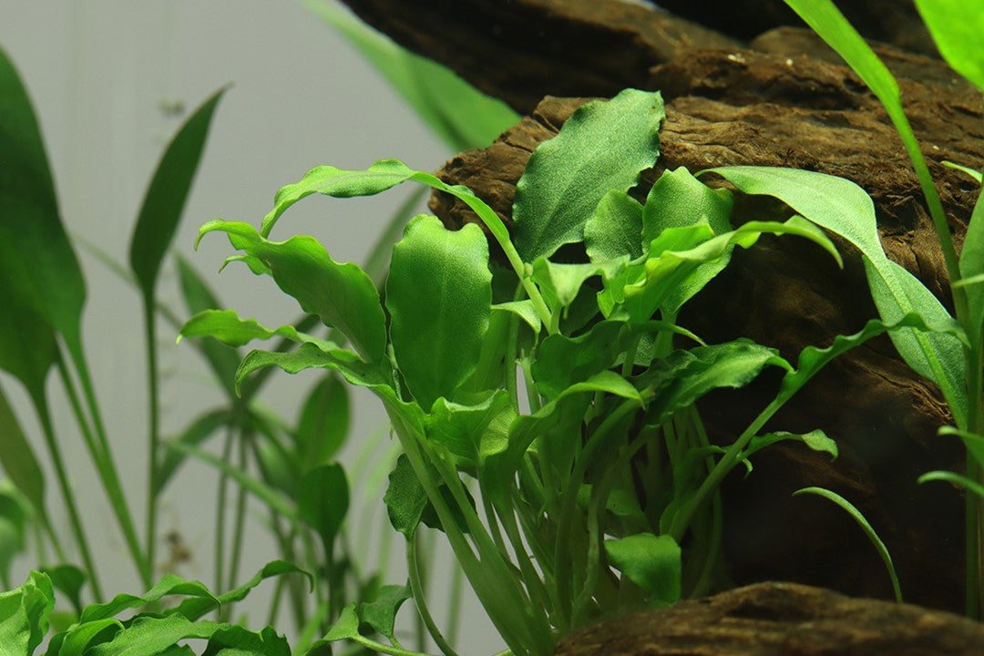 Tropica Schismatoglottis prietoi 2