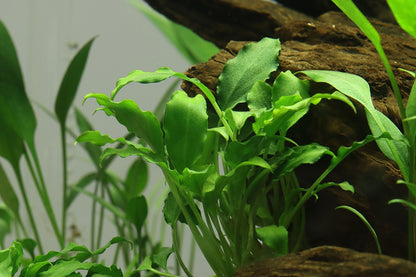 Tropica Schismatoglottis prietoi 2