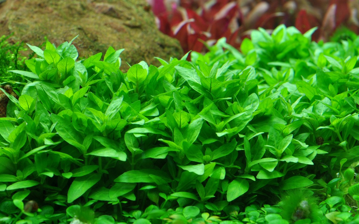 Tropica Staurogyne repens 2
