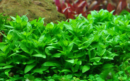 Tropica Staurogyne repens 2