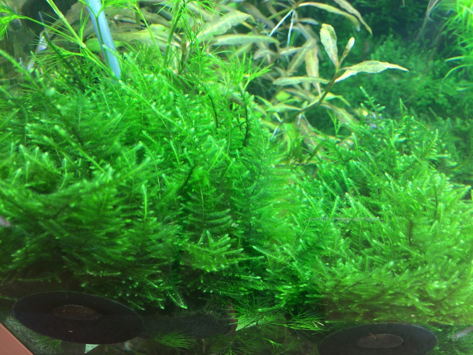 Tropica Taxiphyllum alternans "Taiwan Moss" 2