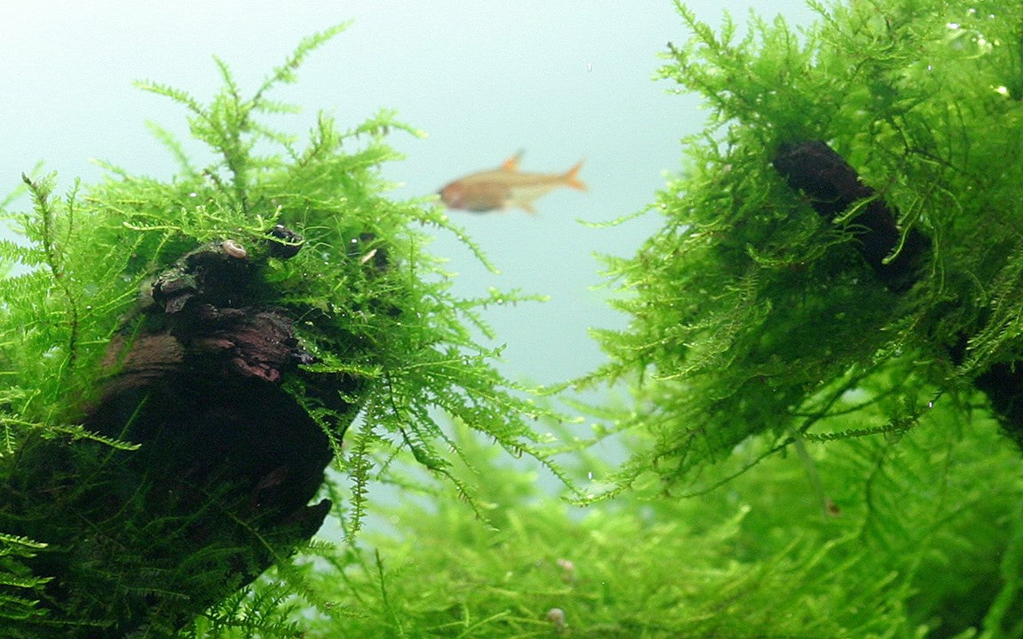 Tropica Taxiphyllum barbieri "Bogor Moss" 2