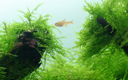 Tropica Taxiphyllum barbieri "Bogor Moss" 2