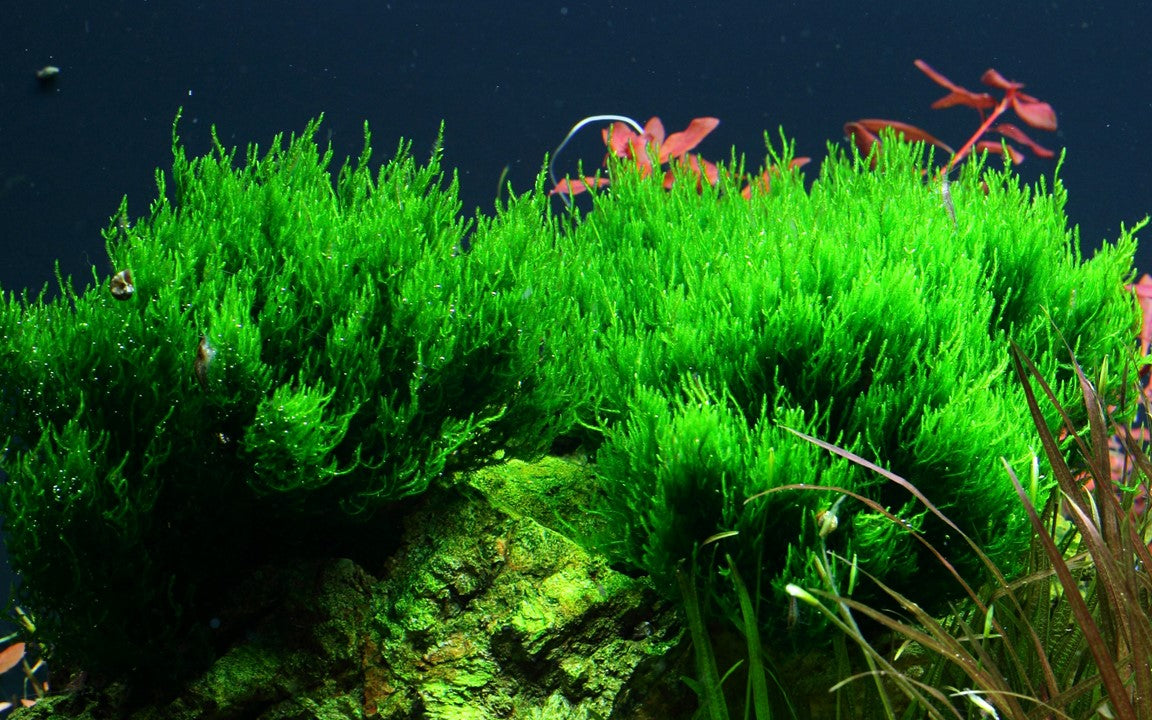 Tropica taxiphyllum sp. "Flame Moss" 2