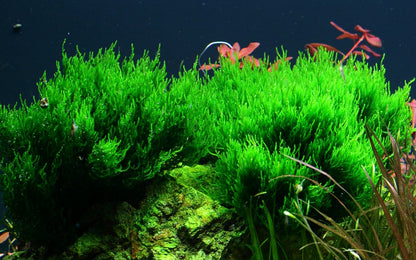 Tropica taxiphyllum sp. "Flame Moss" 2