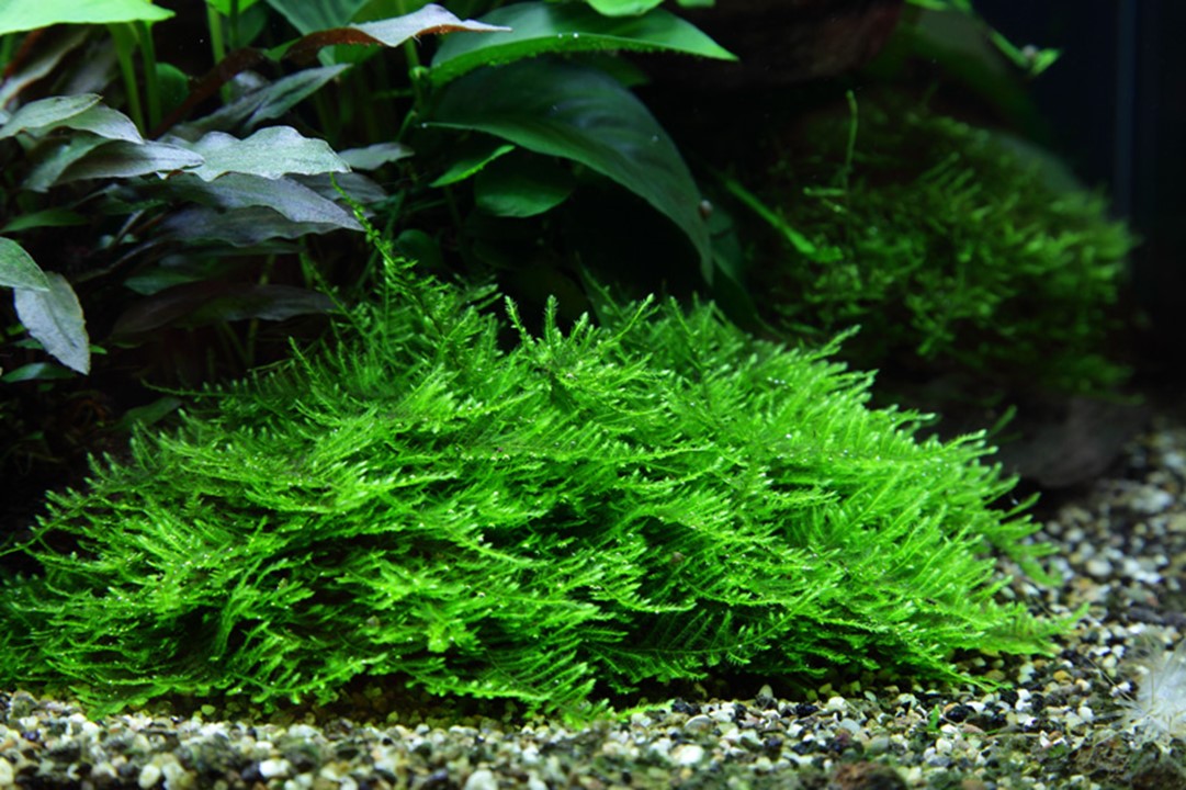 Tropica taxiphyllum sp. "Spiky Moss" 2
