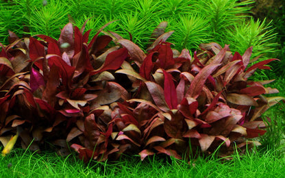 Tropica Alternanthera reinickii "mini" 2