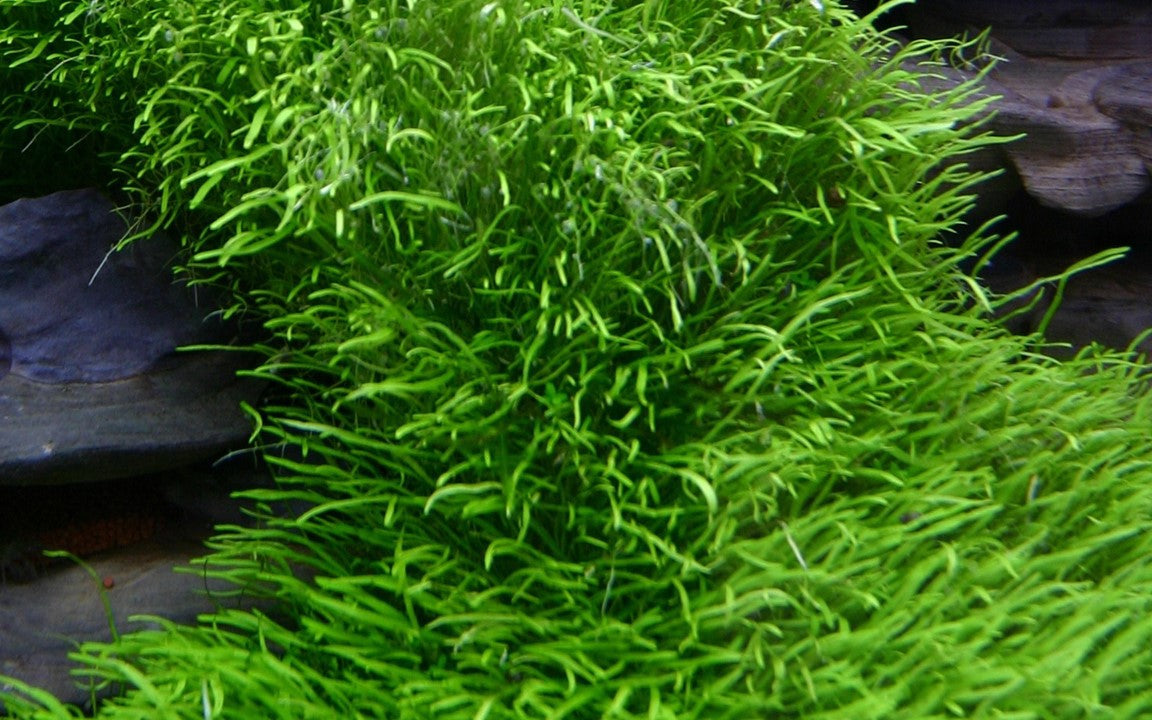 Tropica Utricularia graminifolia 2