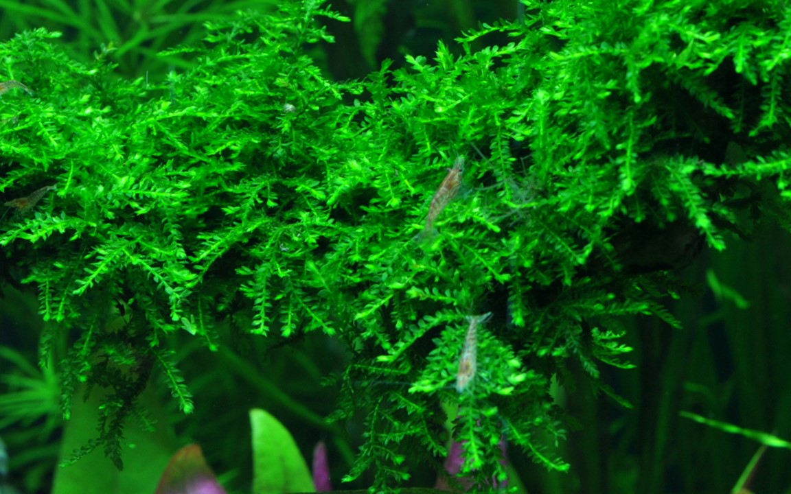 Tropica Vesicularia ferriei "weeping Moss" 2