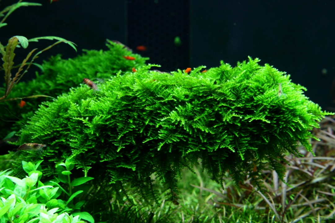 Tropica Vesicularia montagnei "Christmas Moss" 2