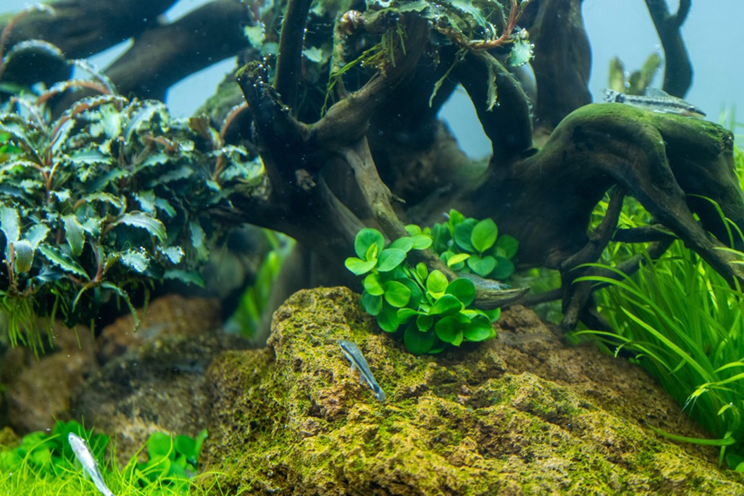 Tropica Anubias barteri "mini coin" 2