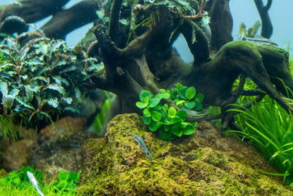 Tropica Anubias barteri "mini coin" 2