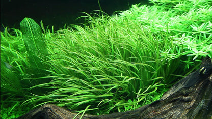 Tropica Blyxa japonica 2