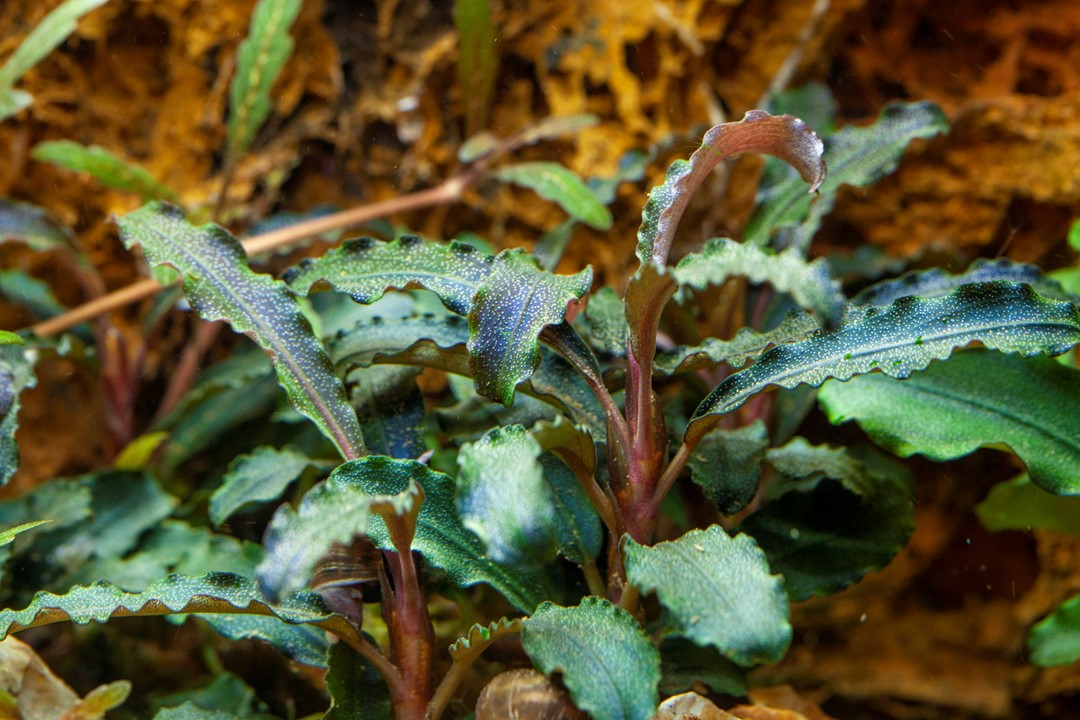 Tropica Bucephalandra "Kedagang" 2