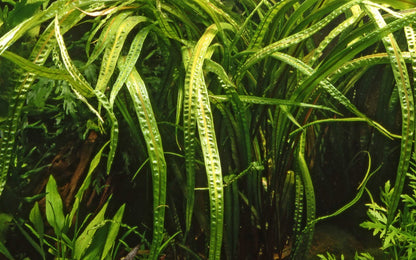Tropica Cryptocoryne crispatulata 2