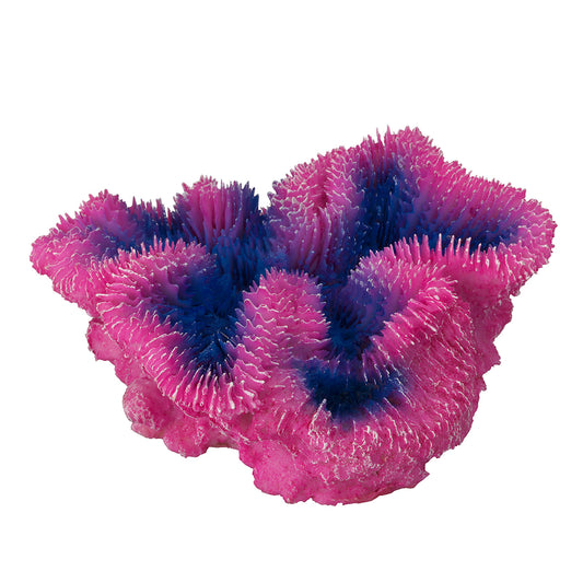 CORAL SYMPHYLIA mauve