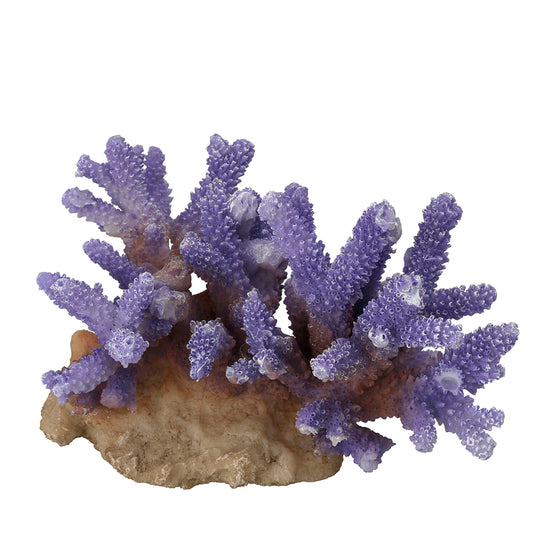 CORAL ACROPORA mauve