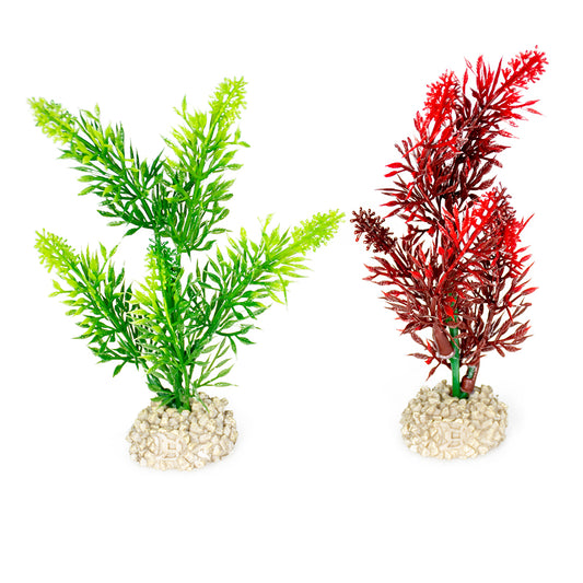 PLANTE ELODEA DENSA couleurs mélangées