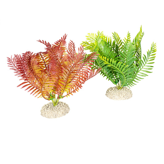 PLANTE BOLBITIS couleurs mélangées