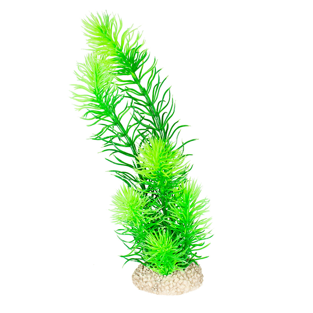 PLANTE HORNWORT vert foncé 24 cm