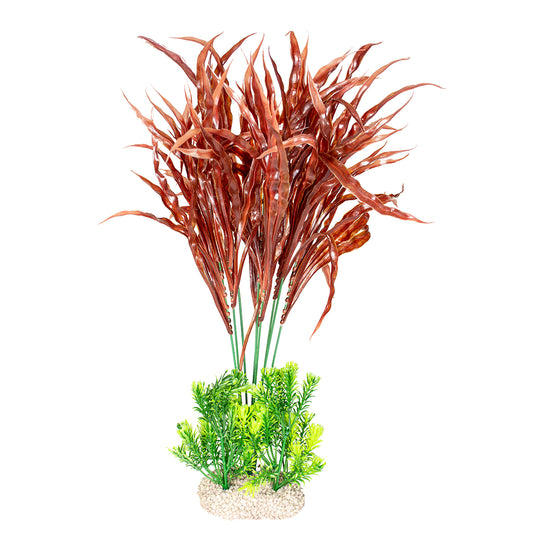 PLANTE JAVA FERN couleurs mélangées