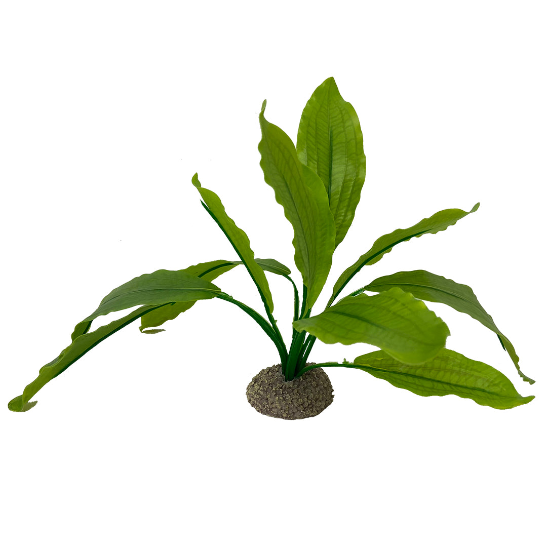 Echinodorus 2 vert 24 cm