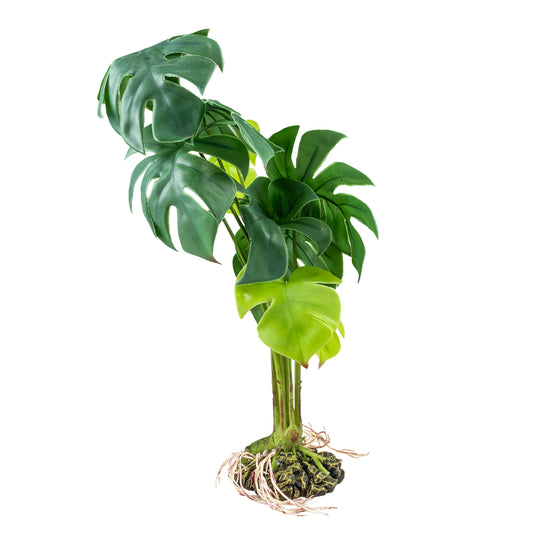 Monstera vert 15x15x28 cm