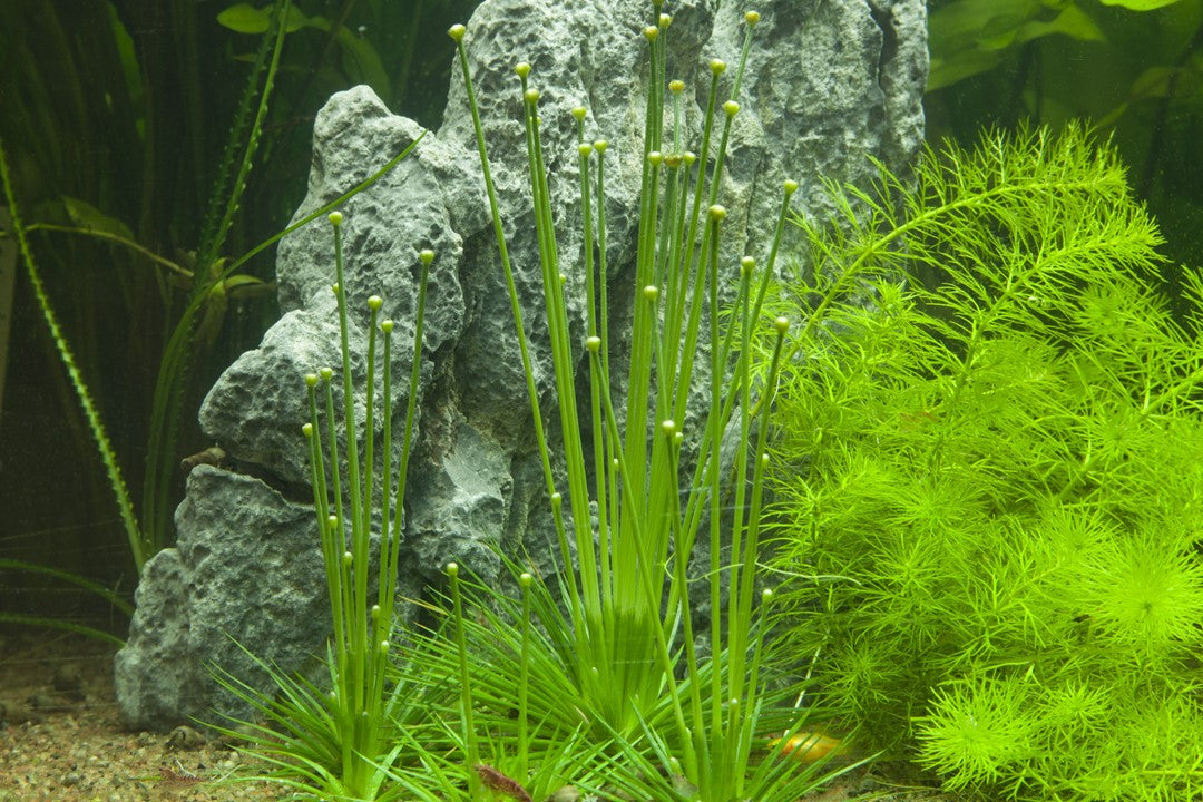 Tropica Ericaulon cinereum 2