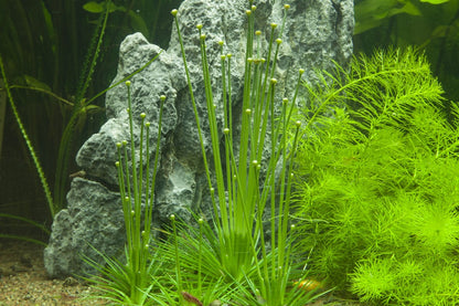 Tropica Ericaulon cinereum 2