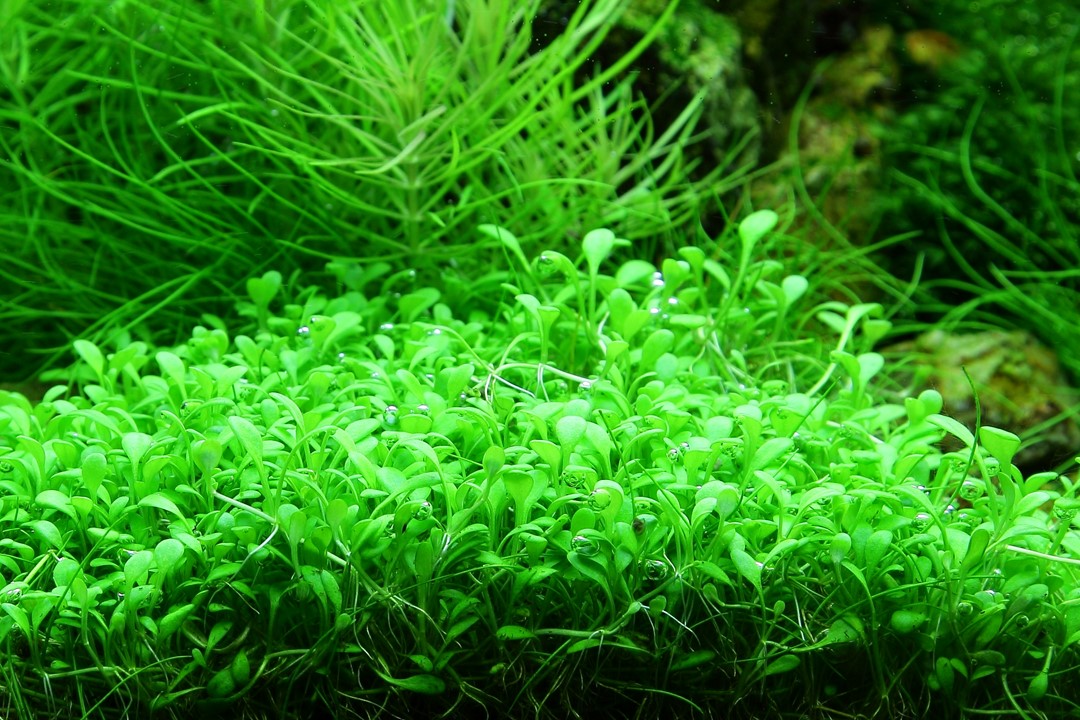 Tropica Glossostigma elatinoides 2