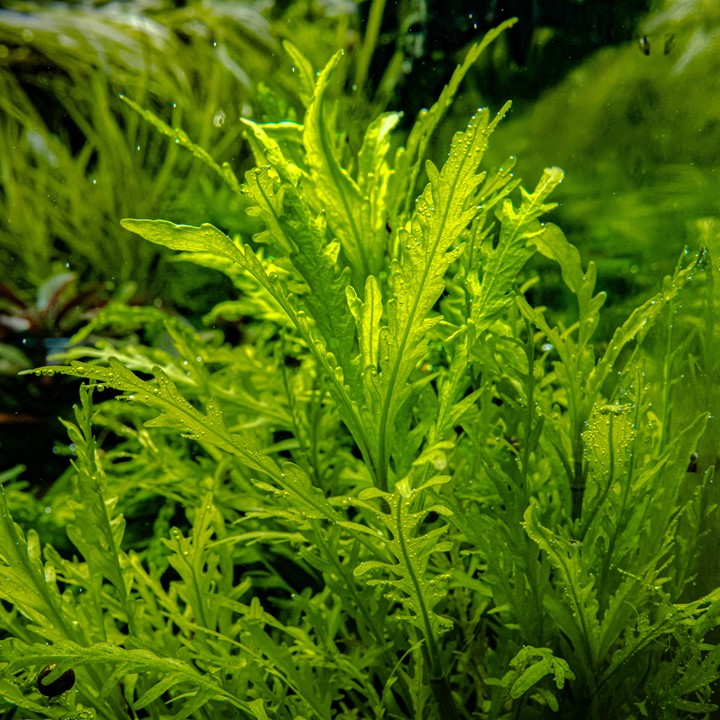 Tropica Hygrophila odora 2