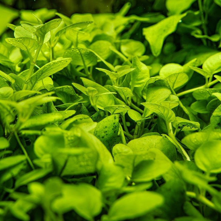 Tropica Hygrophila serpyllum 2