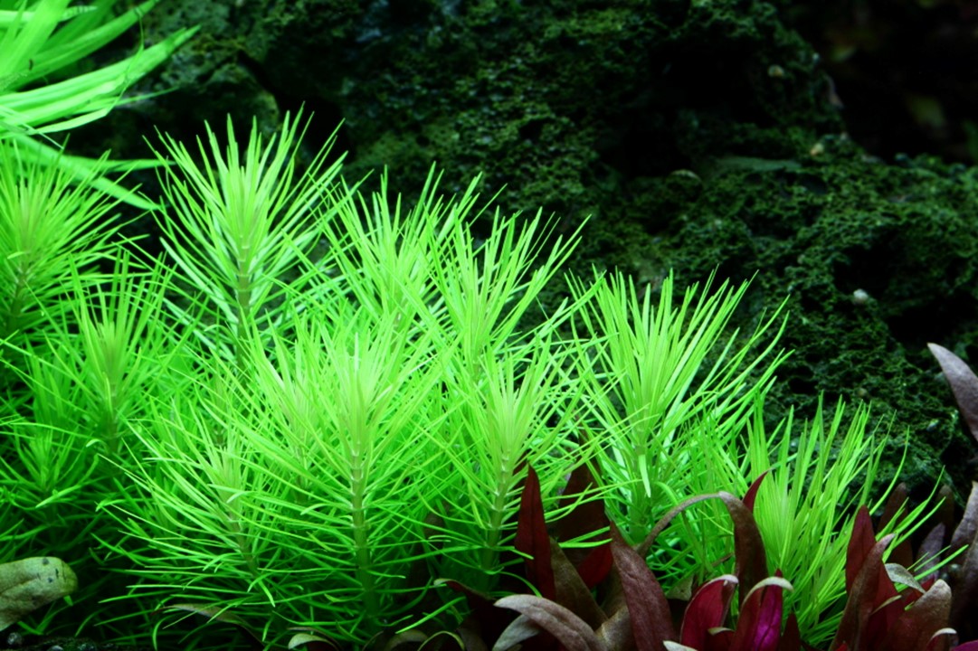 Tropica Pogostemon deccanensis 2