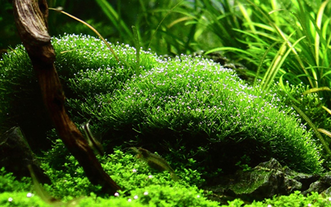 Tropica Riccia fluitans 2