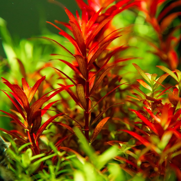 Tropica Rotala rotundifolia "blood red" 2