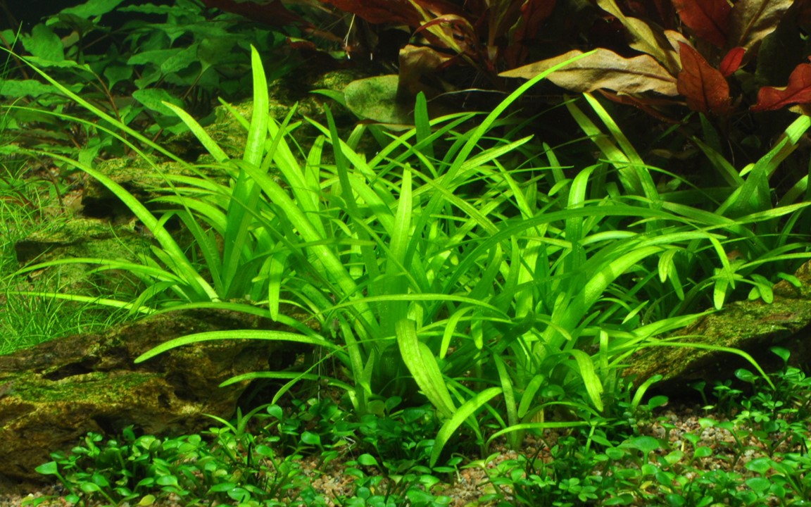 Tropica Sagittaria subulata 2