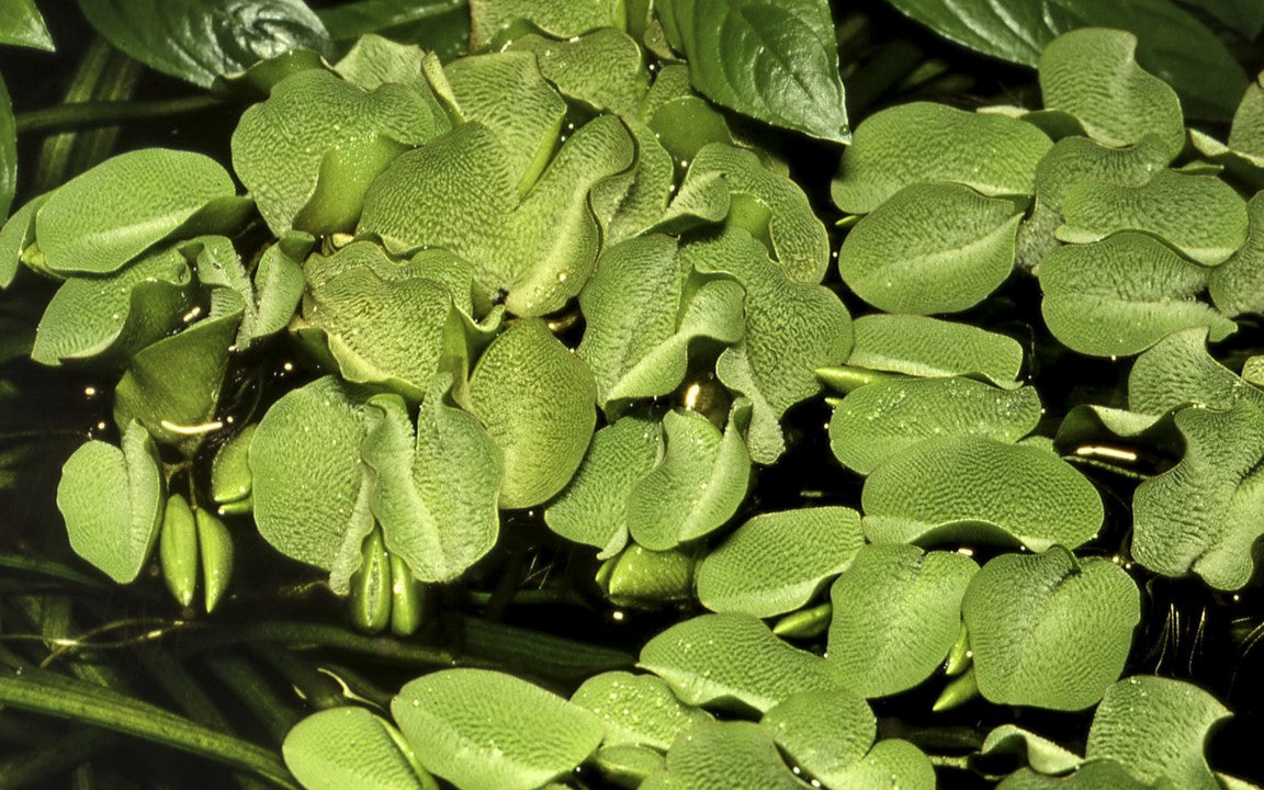 Tropica Salvinia minima 2