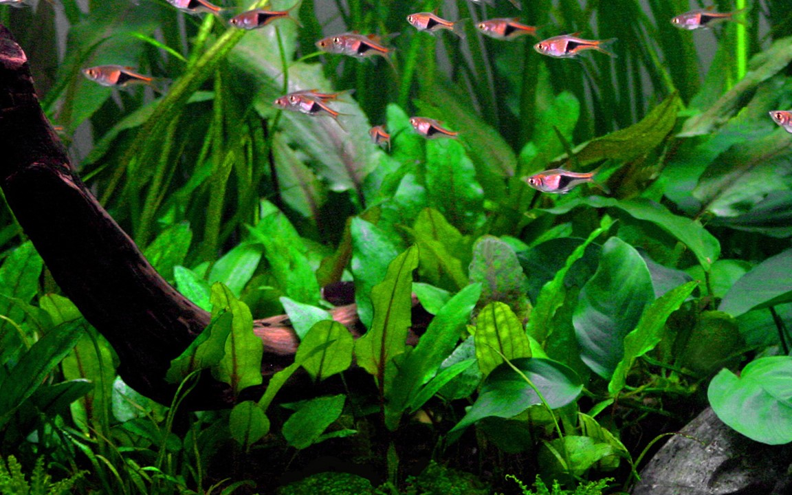 Tropica Cryptocoryne wendtii "green" 2