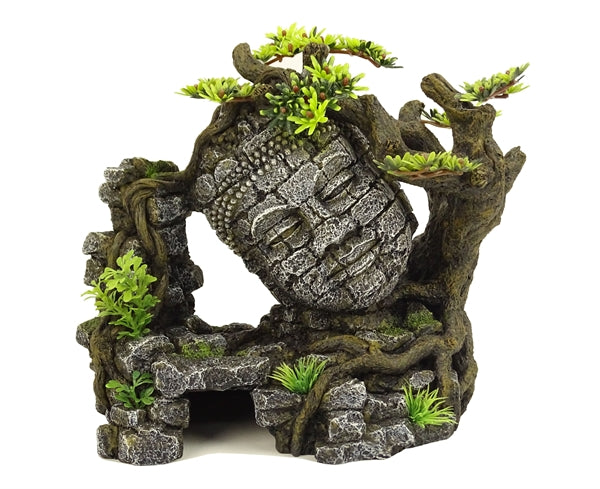 Blue Belle Pacific Ankor Bonsai