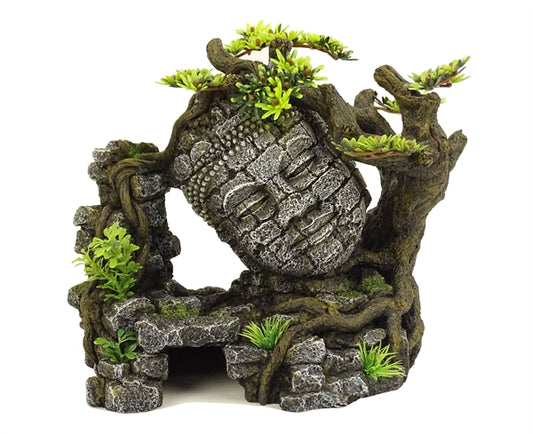 Blue Belle Pacific Ankor Bonsai