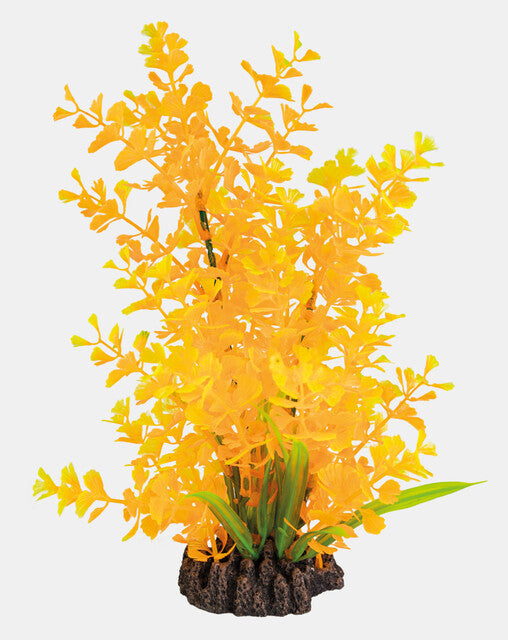 Ludwigia Orange 25 cm