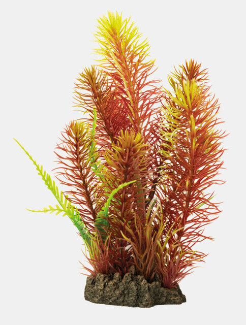 Myriophyllum Red 25 cm