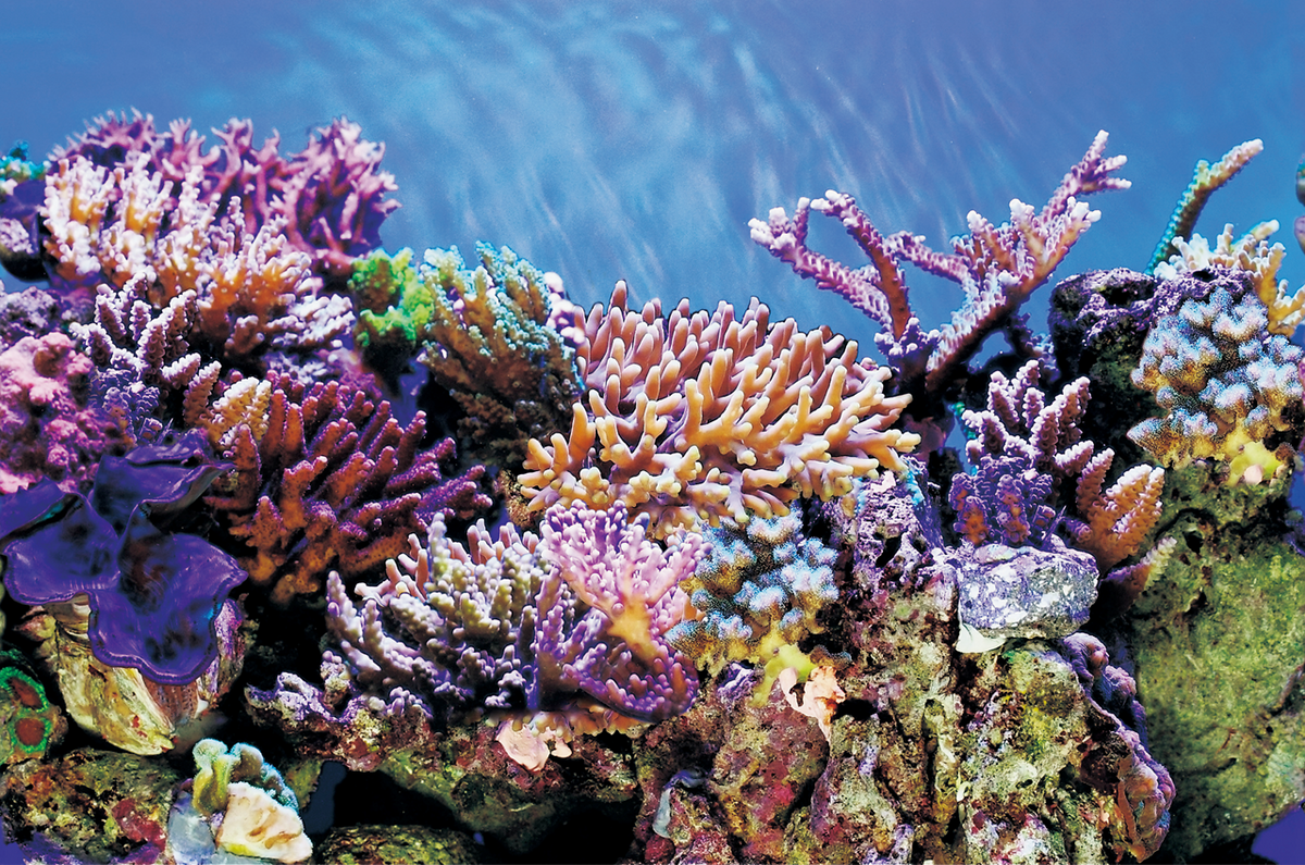 Superfish poster A 150x61cm