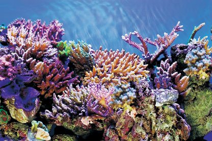 Superfish poster A 150x61cm
