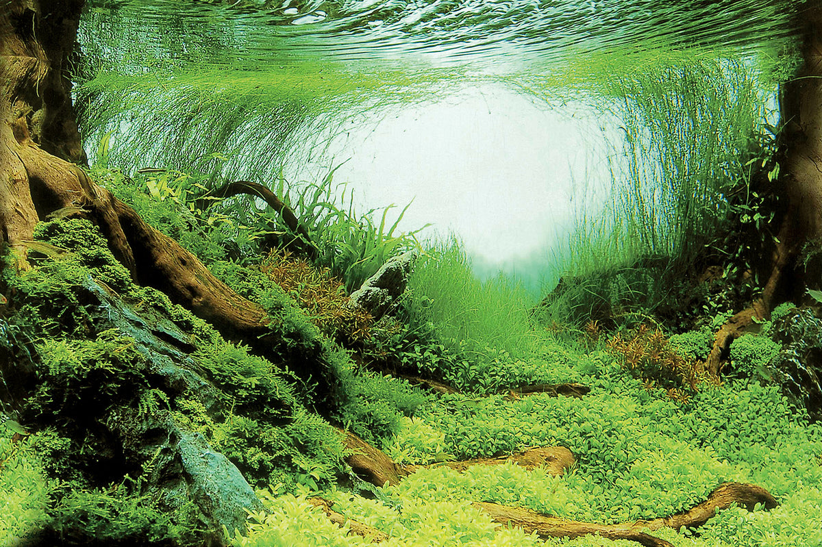 Superfish poster C 60x30cm