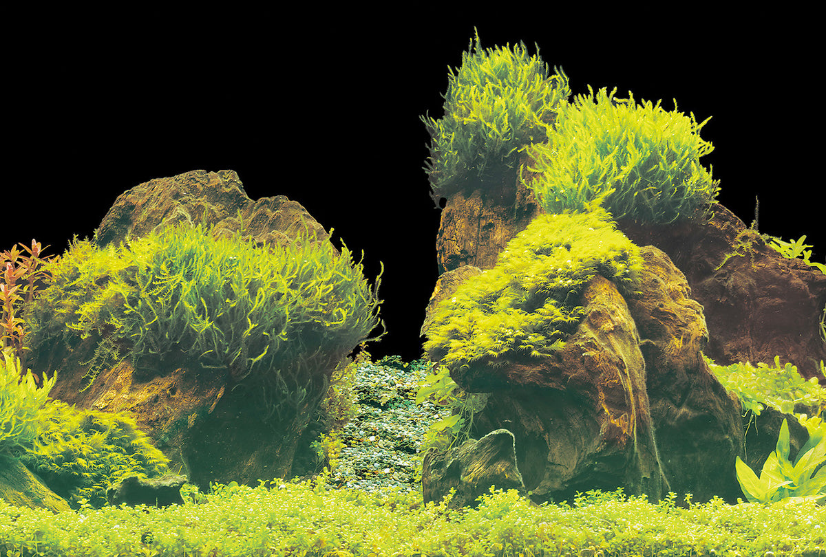 Superfish poster E 150x61cm