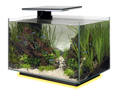 SuperFish Quadro 40 multicolor blanc 4
