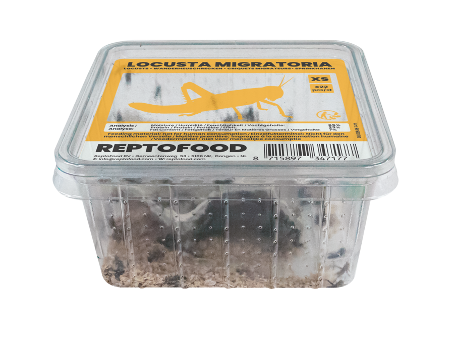 Locusta Migratoria XS