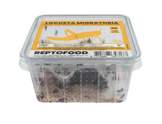 Locusta Migratoria XS